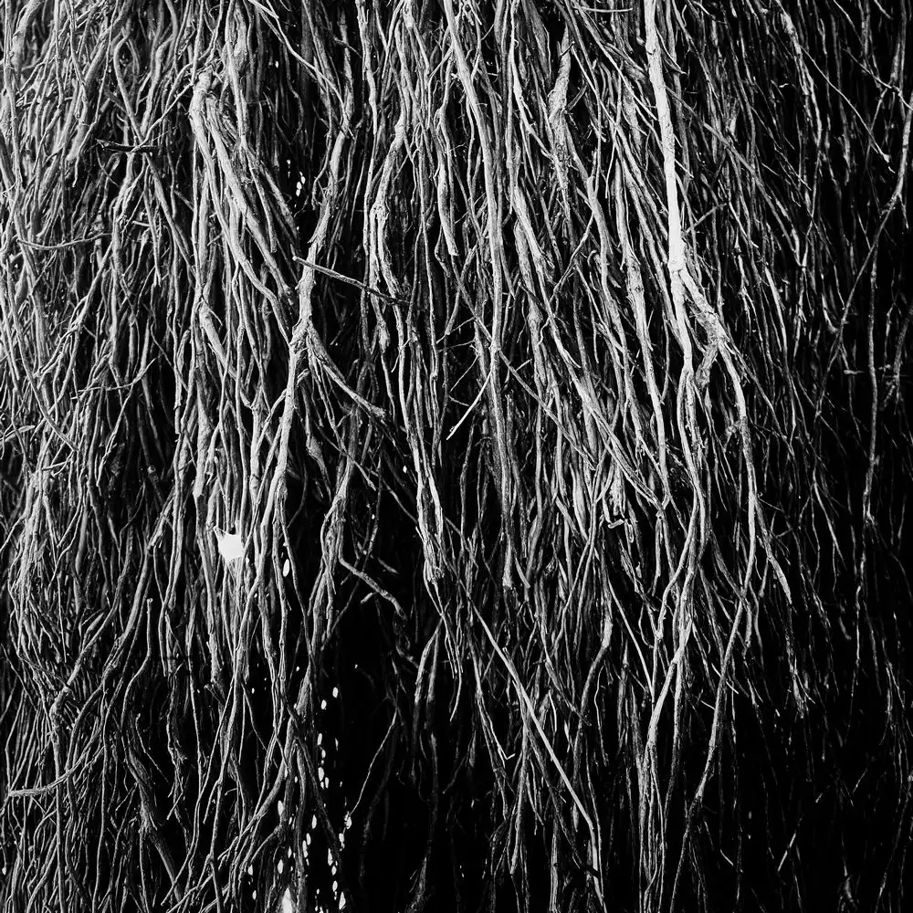 ERALDO BERNOCCHI, IGGOR CAVALERA, & MERZBOW / エラルド・ベルノッチ、イゴール・カヴァレラ、アンド・メルツバウ / NOCTURNAL RAINFOREST [LP - BLACK]