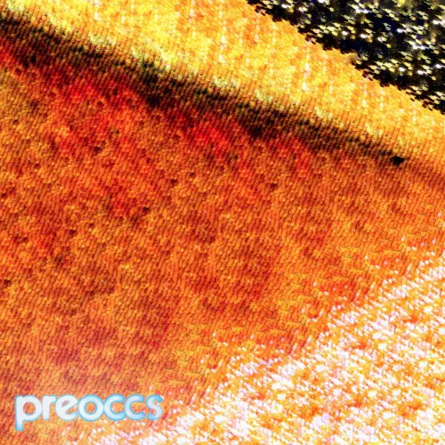 PREOCCUPATIONS / プリオキュペイションズ / MUR/PONR (COLORED 7")