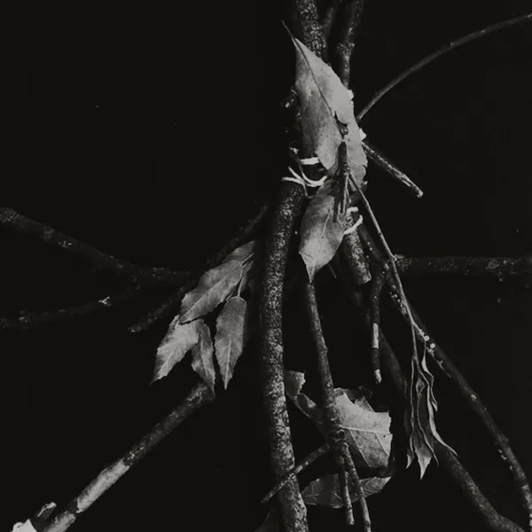 NÀRESH RAN / GLI ALBERI NON VOGLIONO