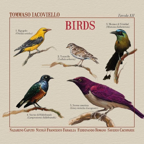TOMMASO IACOVIELLO / BIRDS
