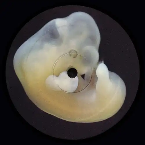 BERGQVIST / EARTH CREATURES