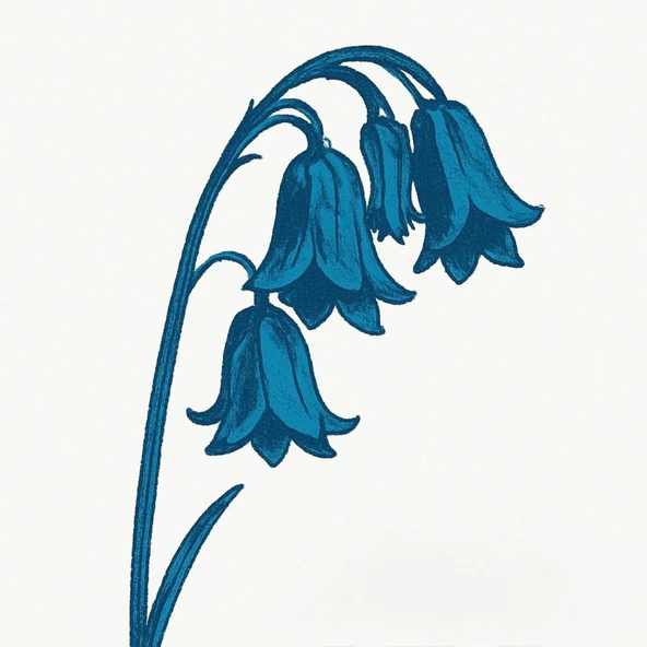 BLUEBELLS (NEO ACOUSTIC) / ブルーベルズ / THIS IS THE BLUEBELLS (CD)