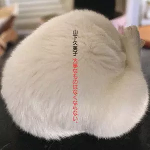 山下久美子　直筆サイン　Kissマーク入り　貴重 KUMIKO YAMASHITA / 山下久美子 商品一覧 | ディスクユニオン