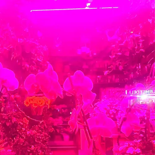 MELAINA KOL / OKAY THAT'S A GREAT IDEA BECAUSE IF I DO THAT THEN (CASSETTE)