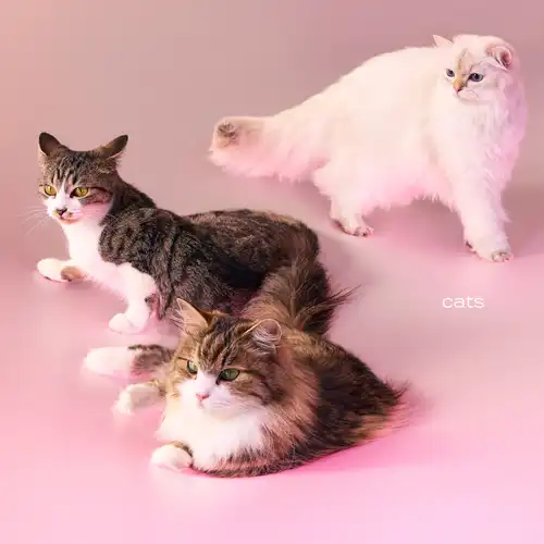 My Hair is Bad / cats（初回限定盤）