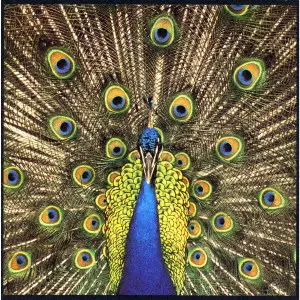 BLUETONES / ブルートーンズ / エクスペクティング･トゥ･フライ / EXPECTING TO FLY