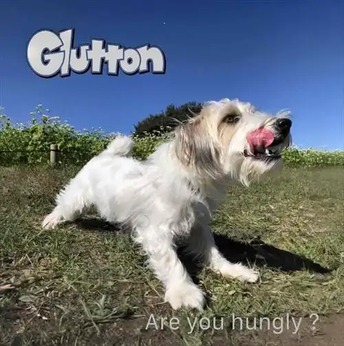 Glutton / Are you hungly?