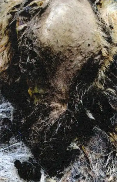 MANIA / DECREPIT [CASSETTE TAPE]