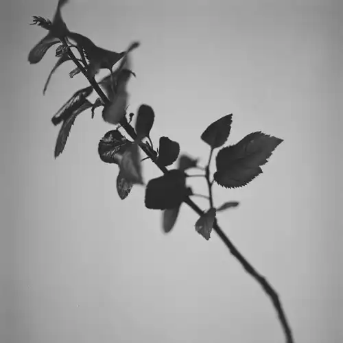 MARIHIKO HARA / 原摩利彦 / FLORA